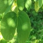 Bauhinia monandra Levél