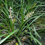 Liriope spicata Habitatea