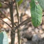 Rhododendron glischrum Corteza