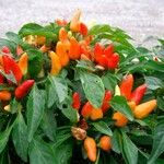 Capsicum annuumFrugt