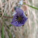 Hepatica nobilisFlower