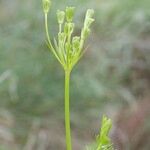 Seseli peucedanoides Otro