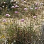 Armeria macrophylla অভ্যাস