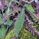 Achillea odorata 葉