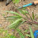 Ruellia simplex पत्ता