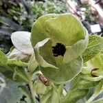 Helleborus lividus 花