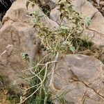 Chrozophora oblongifolia ശീലം