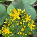 Hypericum hirsutum Flower