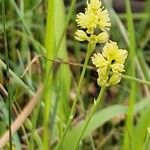 Tofieldia calyculata Elinympäristö