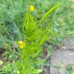 Coreopsis tinctoriaFolha