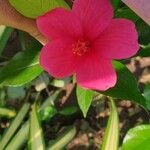 Hibiscus martianus Fleur