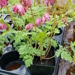 Dicentra formosa 形態