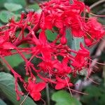 Clerodendrum buchananii Blüte