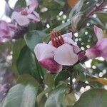 Strophanthus gratus Flower