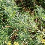 Galium verum Fuelha