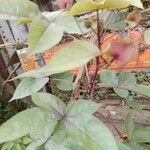 Gossypium barbadense Flower