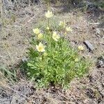 Anemone multifida Habit