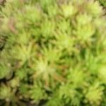 Saxifraga hypnoides List