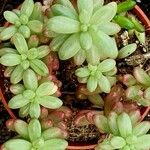 Sedum × rubrotinctum Blad