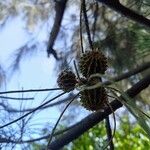 Casuarina equisetifolia Ffrwyth