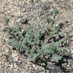 Phacelia affinis موطن