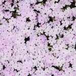 Phlox caespitosa 花