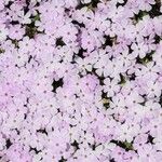 Phlox caespitosa Floare