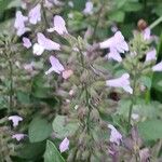 Clinopodium nepeta Flower