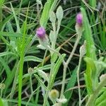 Gutenbergia rueppellii Hoja