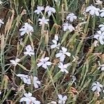 Dianthus arenarius ফুল