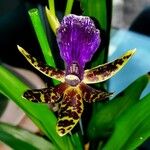 Zygopetalum maculatum Цветок