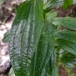 Ixanthus viscosus Hoja