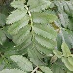 Melianthus major 葉