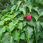 Cornus kousa Folha