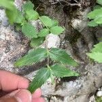 Paederota lutea Blad