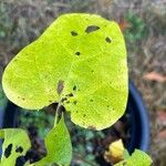 Catalpa speciosaFoglia