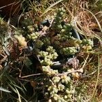 Sedum burritoHoja