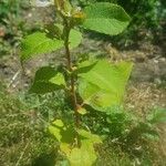 Salix aurita Листок