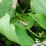 Neustanthus phaseoloides पत्ता