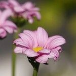 Tanacetum coccineum Bloem