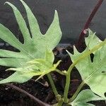 Ipomoea × multifida Hoja