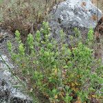 Teucrium flavum Staniste