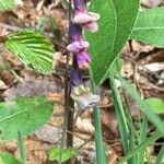 Lathyrus linifoliusFlower