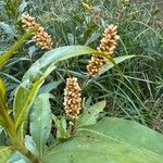 Persicaria senegalensis Fruit