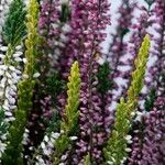 Calluna vulgaris ഇല