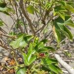 Jatropha gossypiifolia Blüte