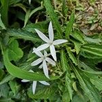 Hippobroma longiflora Цвят