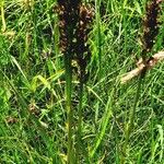 Anacamptis coriophora Fruit