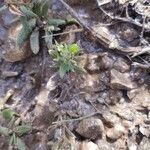 Helianthemum ledifolium Leaf