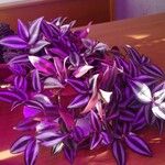 Tradescantia zebrina Листок